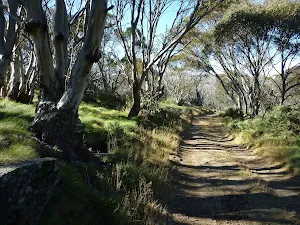 Snow gums forest along the Cascade Trail