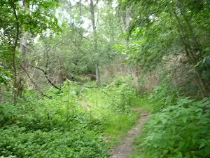 A weedy section of track west of Lane Cove Road