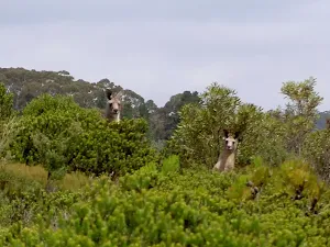 Kangaroos
