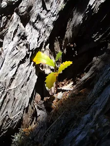 Small banksia in tree hollow