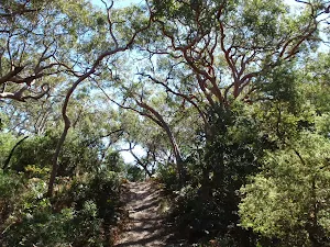 Twisted trees