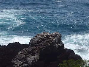 Bird sunning itself on the rock