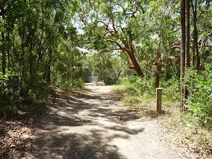 Trail on the Wallarah Pennisula Walk near Murray's Beach