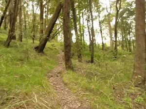 Track on Mt Sugarloaf near Newcastle