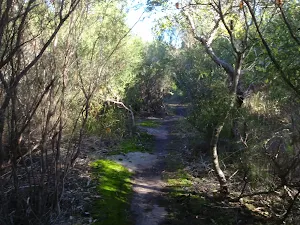 Dense vegetation