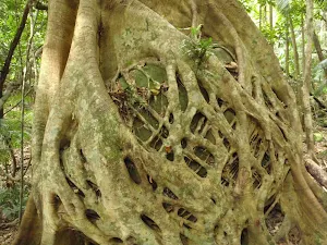 Strangler Fig over a boulder