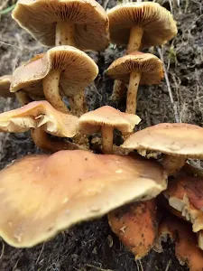 Fungus growing from the wall of the track