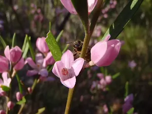 Eriostemon australasius (Pink Wax Flower)