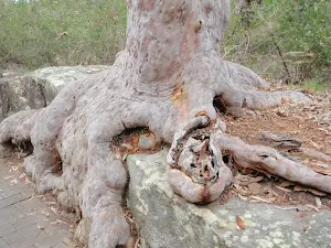 A tree calling this rock home