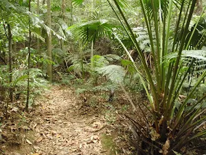 Palms in the valley