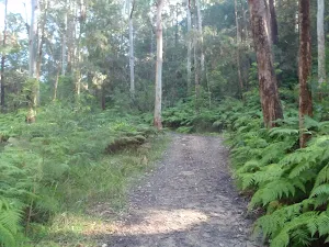 winding through the blue gum forest