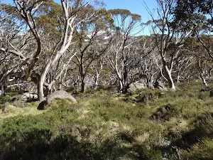 snowgum forest