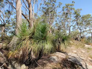 Grass trees and dry forest on ridge