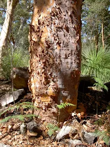 Eucalypt on the side of the track