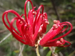 Grevillea speciosa in spring