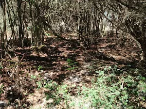 Taller vegitation at the lower end of the Grass Tree Track