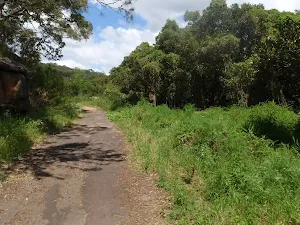 heading through the bush