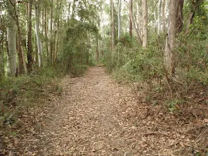 Track east of Katandra Rd picnic area