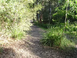Meandering bush track