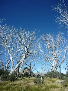 Grove of dead gums