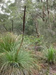 Grass trees in bloom