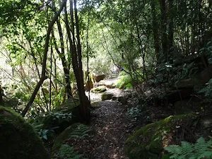 Following the bushtrack