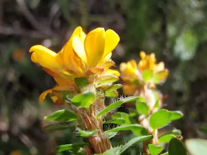 Flowers in Garigal national park (Currie Rd track)