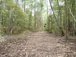 Wild Boar Road