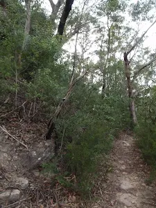 Lawsons Lookout track
