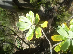 Banksia Leaf