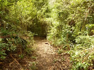 Track near Dora Creek
