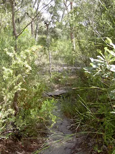 The bushtrack to Int. of Bundeena Drive and Mt Bass Trail