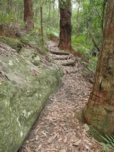 Tommey walk track