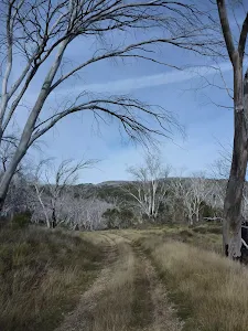 Dead gums line the trail beside Tooma Plain