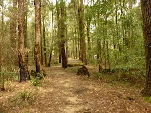 Track to Casuasina campsite in the Watagans