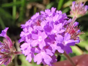 In Bloom