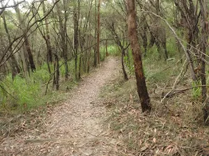 Guringai Walk