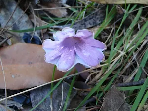 Fungus near Govetts Creek