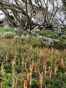 Wildflowers brighten the walk