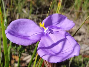 Patersonia sericea