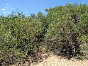 Upper end of Grass Tree Track