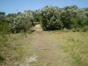 Track near World War One fort on Henry Head track