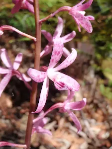 Dipodium variegatum - a lovely pink Orchid