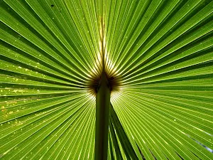Sun through leaf