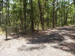 Track intersection in Blackbutt Reserve