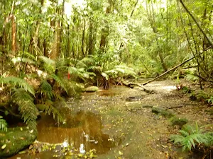 Dora Creek above Abbotts Falls in the Watagans