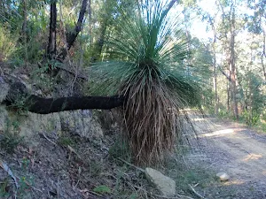 Grass tree holding on tight