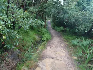 Track leading through the bush