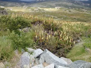 Wildflowers in Kosciuszko National Park