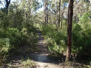 Track along St Helena spur